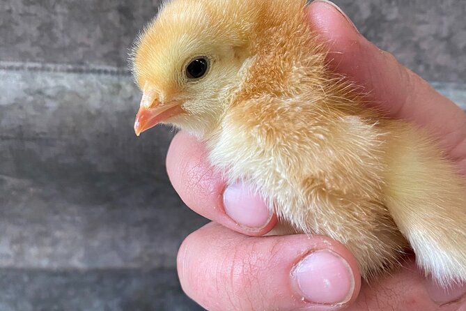 1.5 Hour Immersive Farm Experience in Adirondacks - Starting with Laura’s farm story and boot covers