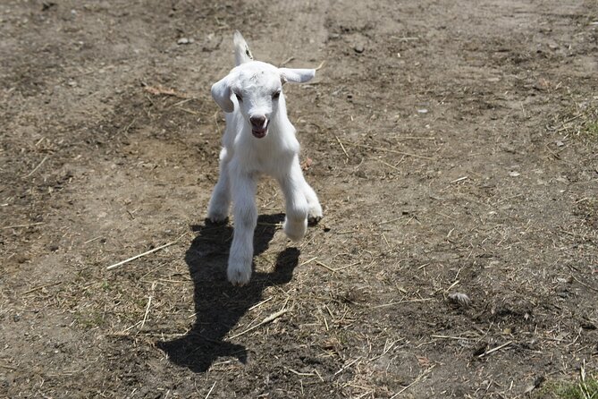 1.5 Hour Immersive Farm Experience in Adirondacks - What $20 buys you in 90 minutes
