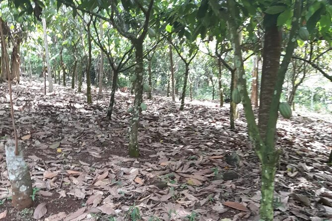 1 Day cocoa farm tour - From cocoa pod to dried bean