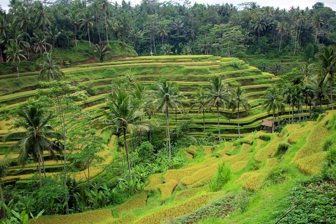 1 DAY Kintamani Plateau + Ubud + Tegallalang Rice Terrace + Tirta Empul Temple / Private tour 8 hours, English/Japanese - Why this private Bali day works