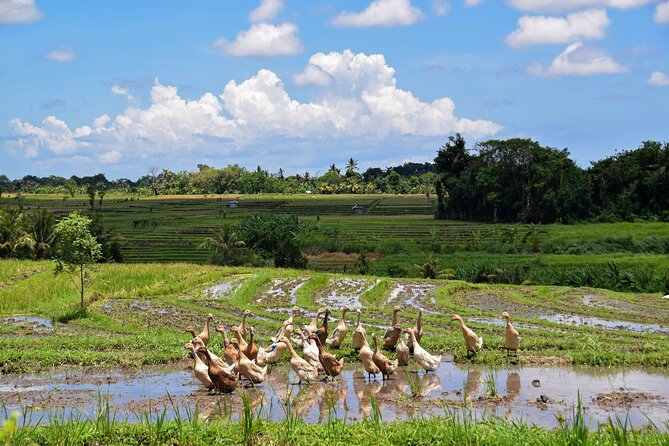 1 DAY Kintamani Plateau + Ubud + Tegallalang Rice Terrace + Tirta Empul Temple / Private tour 8 hours, English/Japanese - How the eight-hour schedule feels