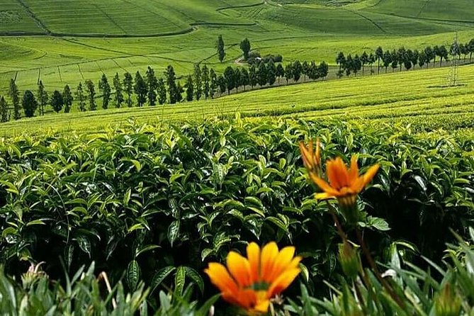 1-Day Lake Kivu Karongi Boat Cruise & Coffee farming with Lunch - Is $380 a fair price?