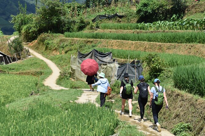 1-Day Private Trekking in Sapa through Terraces Rice Fields - Ta Van: three communities in one village