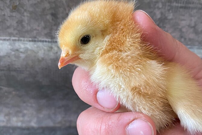 1 Hour Guided Farm Tour in the Adirondacks - What this Adirondack farm visit actually offers