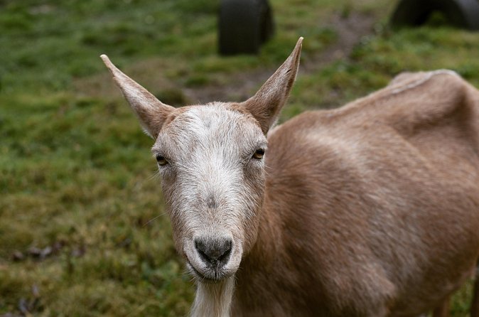 1 Hour Guided Farm Tour in the Adirondacks - What sustainable farming means here