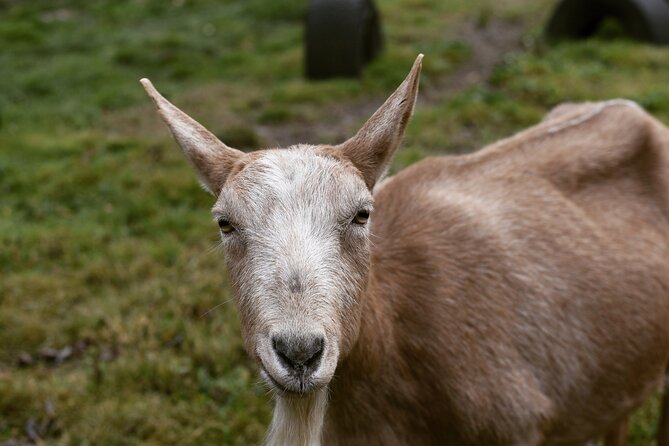 1 Hour Guided Farm Tour in the Adirondacks - Is one hour enough?