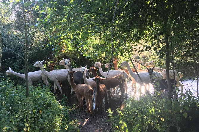 2-Hour Alpaca Farm Experience in Kenilworth - Baby alpacas, soft fleece, and photo time