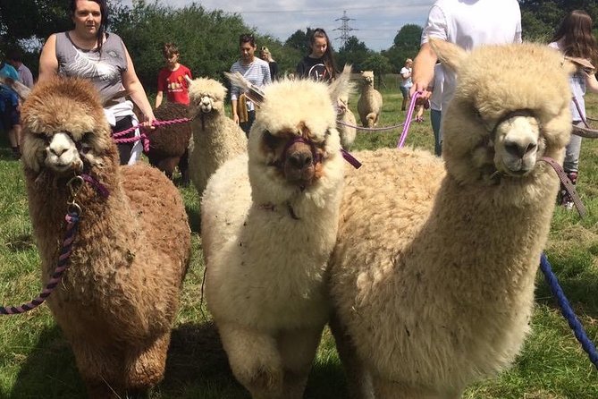 2-Hour Alpaca Farm Experience in Kenilworth - Walking an alpaca, the hands-on finale