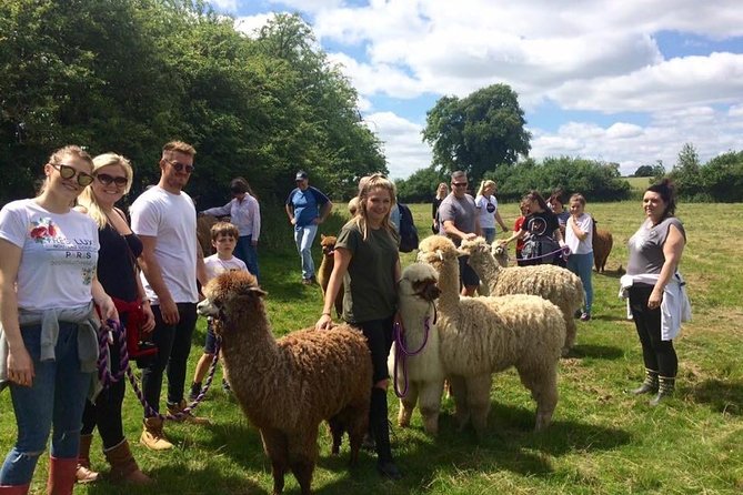 2-Hour Alpaca Farm Experience in Kenilworth - Is two hours enough?