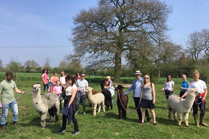 2-Hour Alpaca Farm Experience in Kenilworth - Who will enjoy this most?