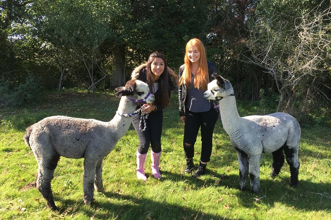 2-Hour Alpaca Farm Experience in Kenilworth - Feeding the herd around the farm