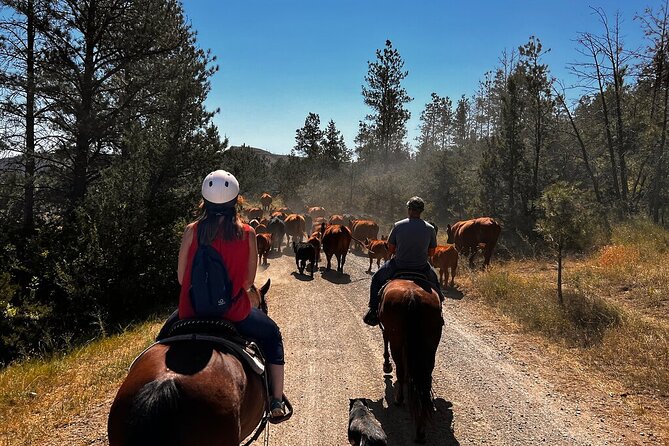 2 Hour Trail Ride in Montana Ranch Country - Riding Out from Greycliff Ranch at 9:30 a.m.