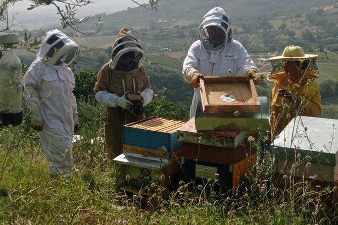 2 hours Beekeeping and Honey Tasting Activities in Assisi - Looking inside a working hive