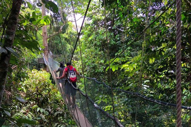 2d1n Kinabalu Park & Poring Canopy Walk & Desa Cow Farm Tour - The Poring Canopy Walk is the first day’s main event