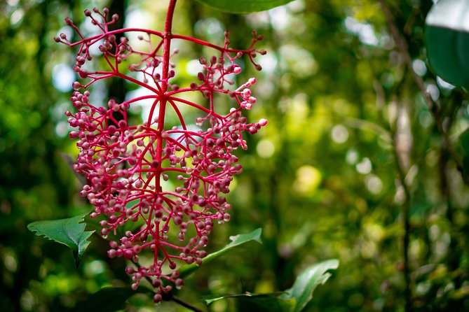 2d1n Kinabalu Park & Poring Canopy Walk & Desa Cow Farm Tour - Kinabalu Park puts the mountain in context