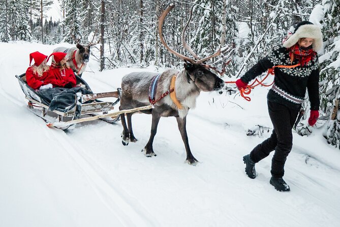 2km Sleigh Ride & Feeding Experience at Traditional Reindeer Farm - Feeding time and close contact with reindeer