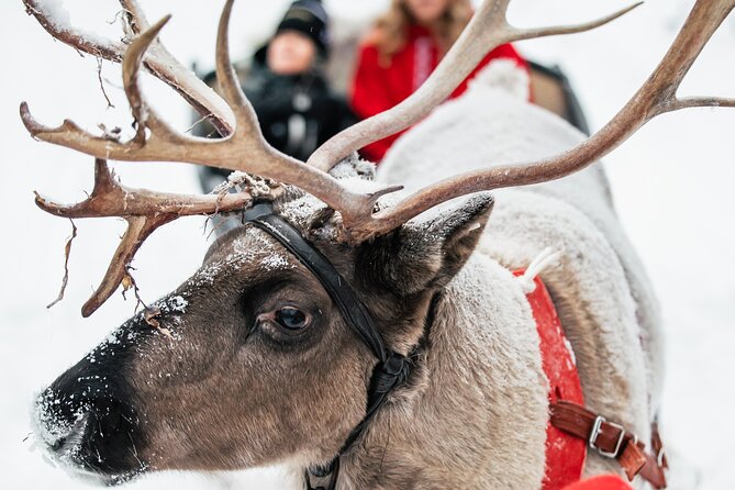 2km Sleigh Ride & Feeding Experience at Traditional Reindeer Farm - What the $116 price covers