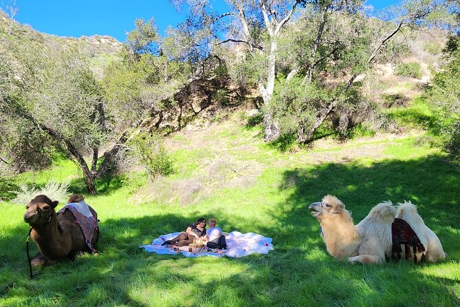 3 Hour Camel Trek into the Forest and Ranch in California - A Camel Ride That Feels Far From Los Angeles