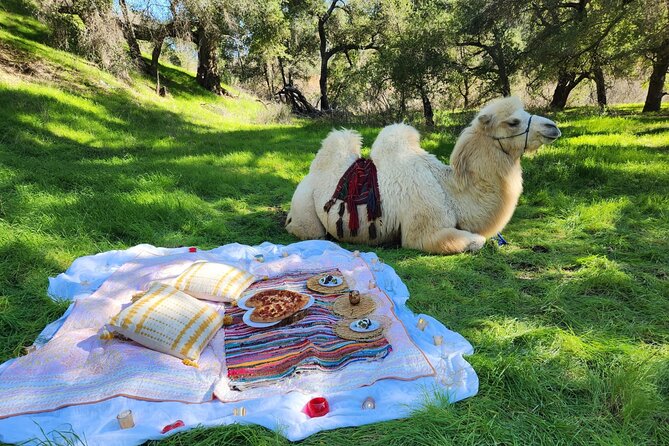 3 Hour Camel Trek into the Forest and Ranch in California - One Hour With More Than 200 Animals