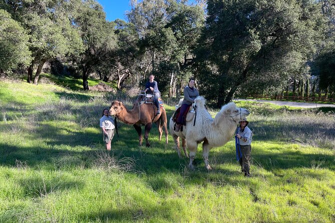 3 Hour Camel Trek into the Forest and Ranch in California - What the $875 Price Really Covers
