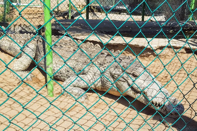 3 Palos Lagoon AfroMex Village Turtle Release & Croc Farm Visit - Tres Palos Lagoon, Acapulco’s quieter water world