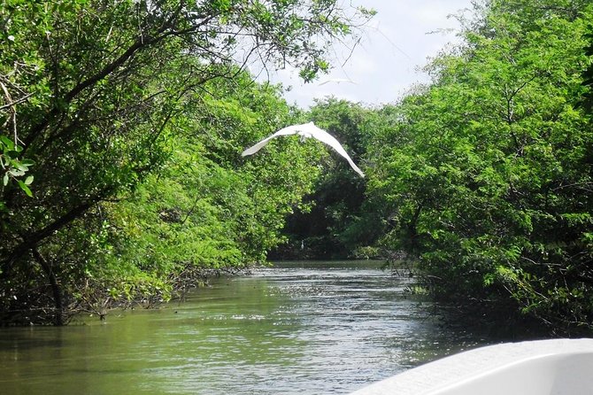 3 Palos Lagoon AfroMex Village Turtle Release & Croc Farm Visit - A one-hour boat ride with room to slow down