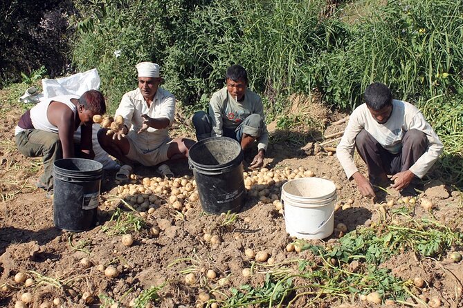 5-Day Private Farming Experience in Nayapul with Accommodation - Learning the seasonal rhythm on day two