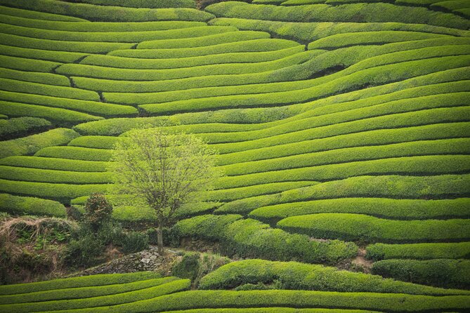 7hr Private Wazuka True Hidden Kyoto Matcha Farm Experience - Wazuka, where Kyoto tea is made