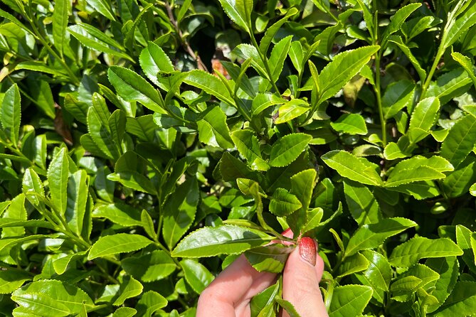7hr Private Wazuka True Hidden Kyoto Matcha Farm Experience - Tasting matcha with all five senses