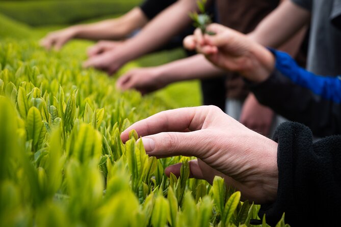 7hr Private Wazuka True Hidden Kyoto Matcha Farm Experience - The workshop and the move from leaf to bowl