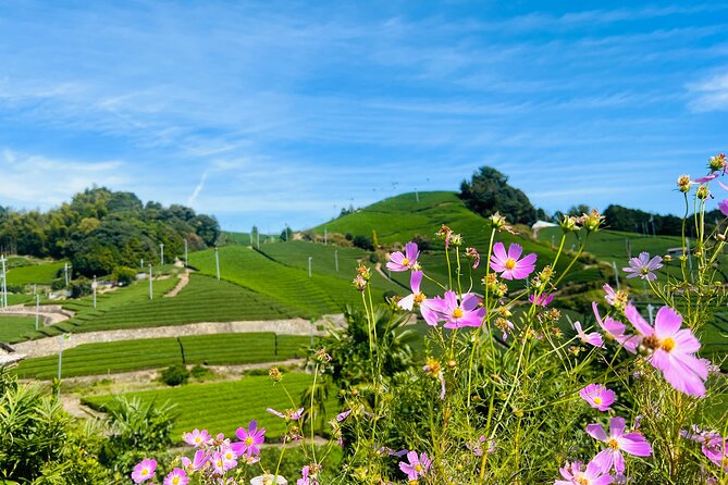 7hr Private Wazuka True Hidden Kyoto Matcha Farm Experience - Is $520 per person a fair value?