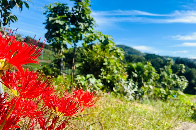 7hr Private Wazuka True Hidden Kyoto Matcha Farm Experience - Who will enjoy this Wazuka day?