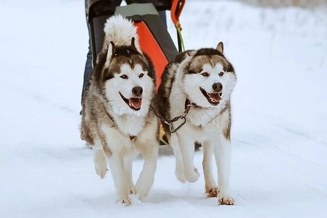 8-10km Husky Ride in the Taiga and Visit Other Farm Animals - The real appeal: running dogs in the Lapland taiga