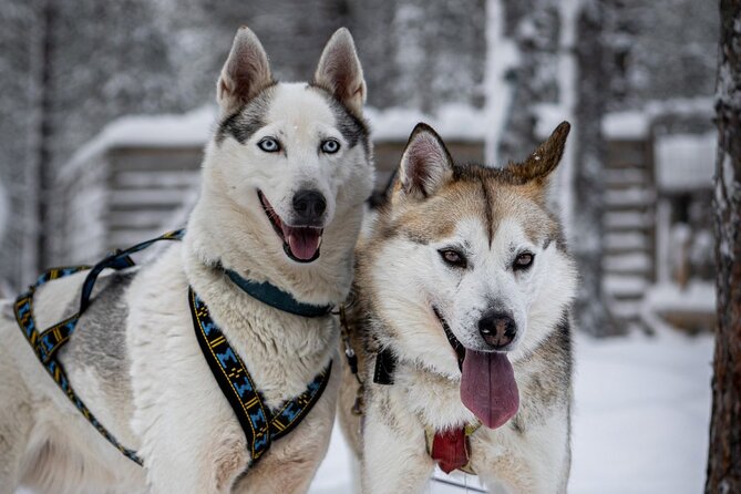 8-10km Husky Ride in the Taiga and Visit Other Farm Animals - What the 8:30 pickup means for your day