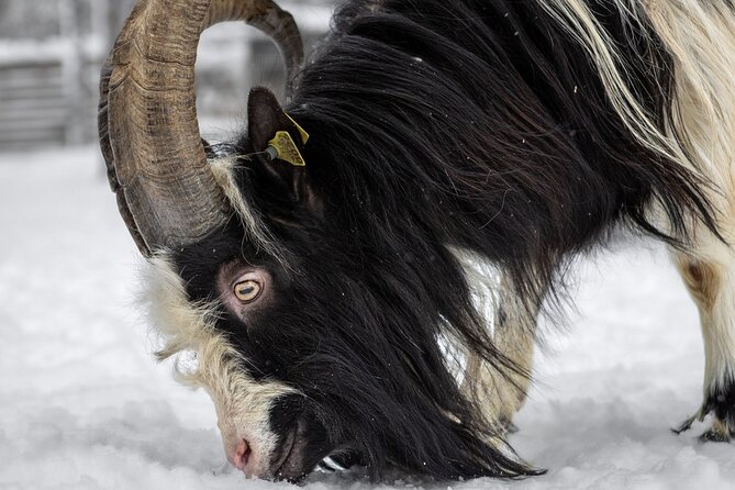 8-10km Husky Ride in the Taiga and Visit Other Farm Animals - The open fire and the Lapish BBQ