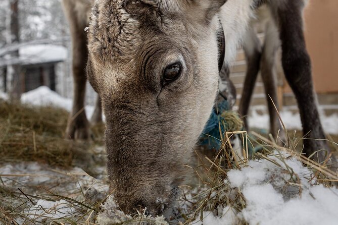 8-10km Husky Ride in the Taiga and Visit Other Farm Animals - The value of $272.83 per person