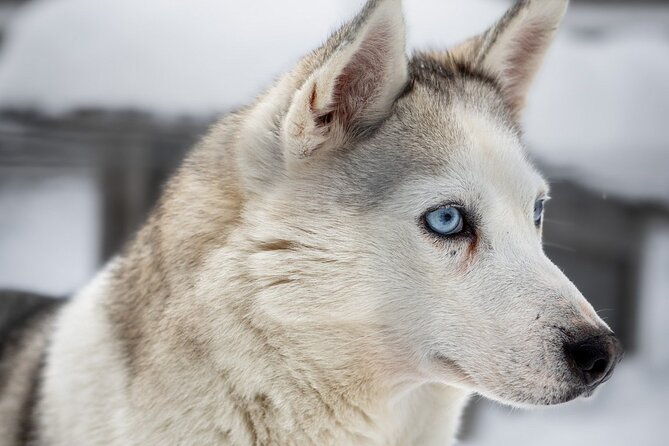 8-10km Husky Ride in the Taiga and Visit Other Farm Animals - Who should book this outing