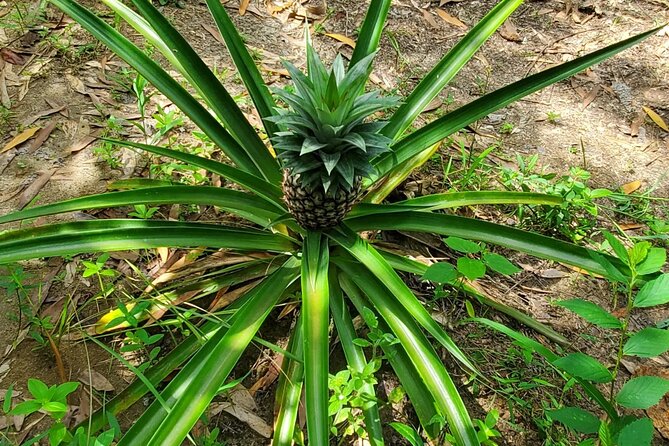 A private half day spice farm with a cooking lesson - From hotel pickup to Zanzibar’s spice farms
