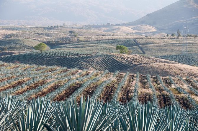 A unique tour! Visiting Hacienda Casa herradura From Guadalajara - Key points to know before booking