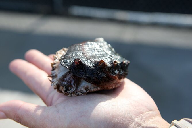 Abalone Farm Tour - Walking through Big Island Abalone