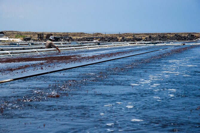 Abalone Farm Tour - The tasting: abalone, seaweed, and sea grapes
