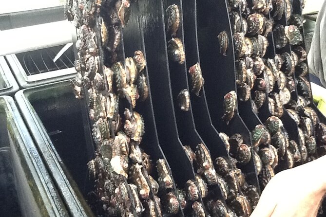 Abalone Farm Tour - Is $35 a fair price?