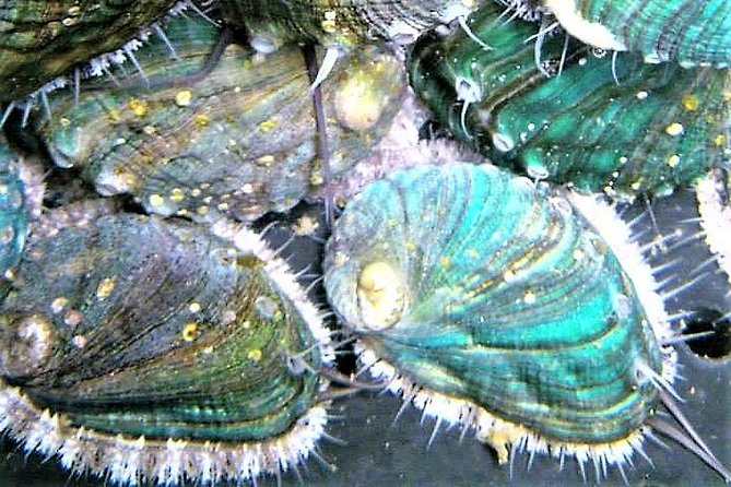 Abalone farm tour and tasting with coastal seaweed walk. Guided. 2 hours - A seaweed walk with a working farm at the end