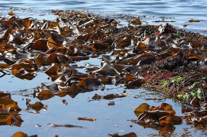 Abalone farm tour and tasting with coastal seaweed walk. Guided. 2 hours - Does the $108.79 price make sense?