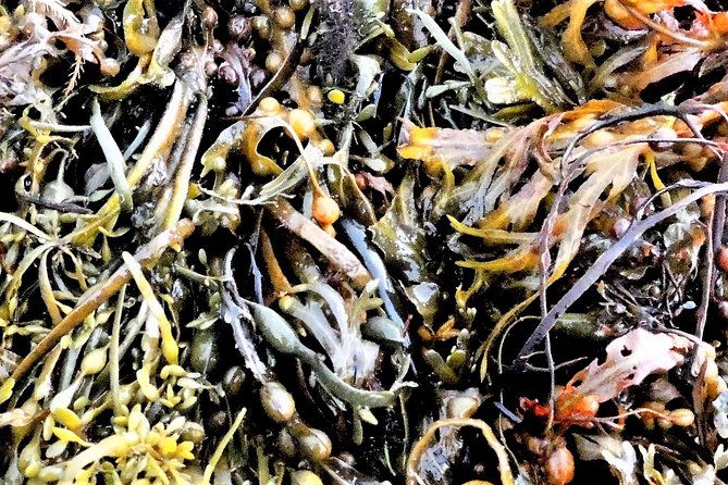 Abalone farm tour and tasting with coastal seaweed walk. Guided. 2 hours - My call: book it for the subject, not just the scenery