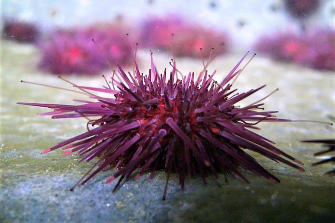 Abalone farm tour and tasting with coastal seaweed walk. Guided. 2 hours - Inside Ireland’s only abalone farm