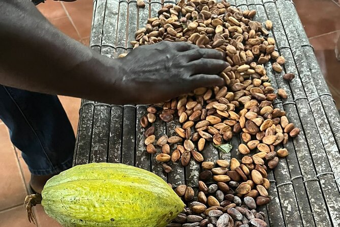 Aburi Botanic Gardens, Boti Falls,Umbrella Rock & Cocoa Farm Tour - The three-headed palm in Boti