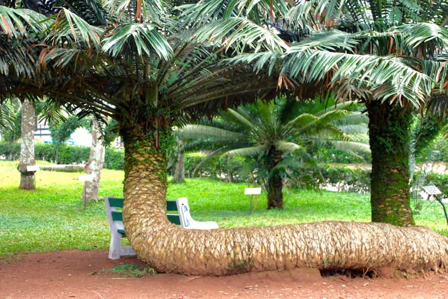 Accra Aburi Eco & Cocoa Experience: Gardens Waterfall &Lunch - Why this Accra day trip works