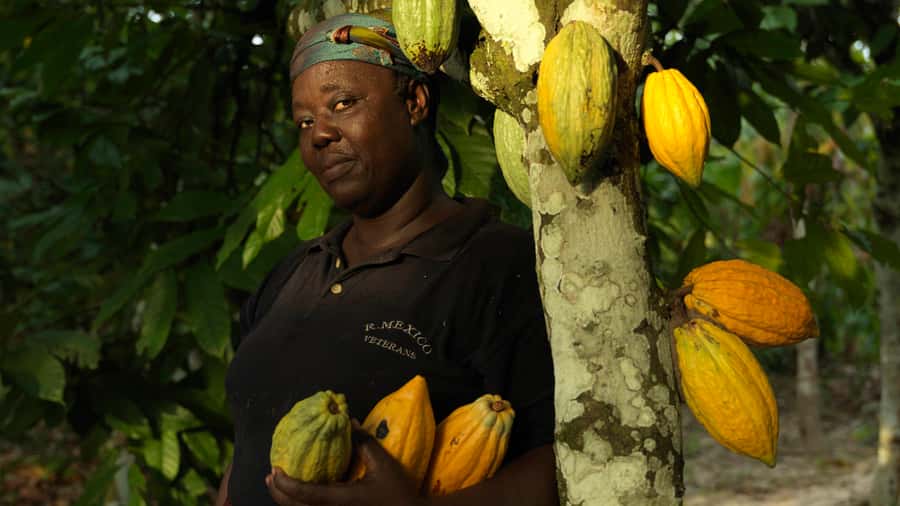 Accra Aburi Eco & Cocoa Experience: Gardens Waterfall &Lunch - The cocoa story at Tetteh Quarshie Farm