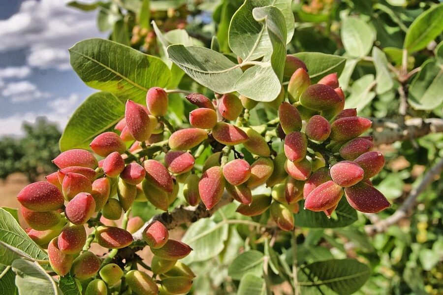 Aegina: Organic Pistachio Orchard Tour with Factory Visit - From the trees to the factory
